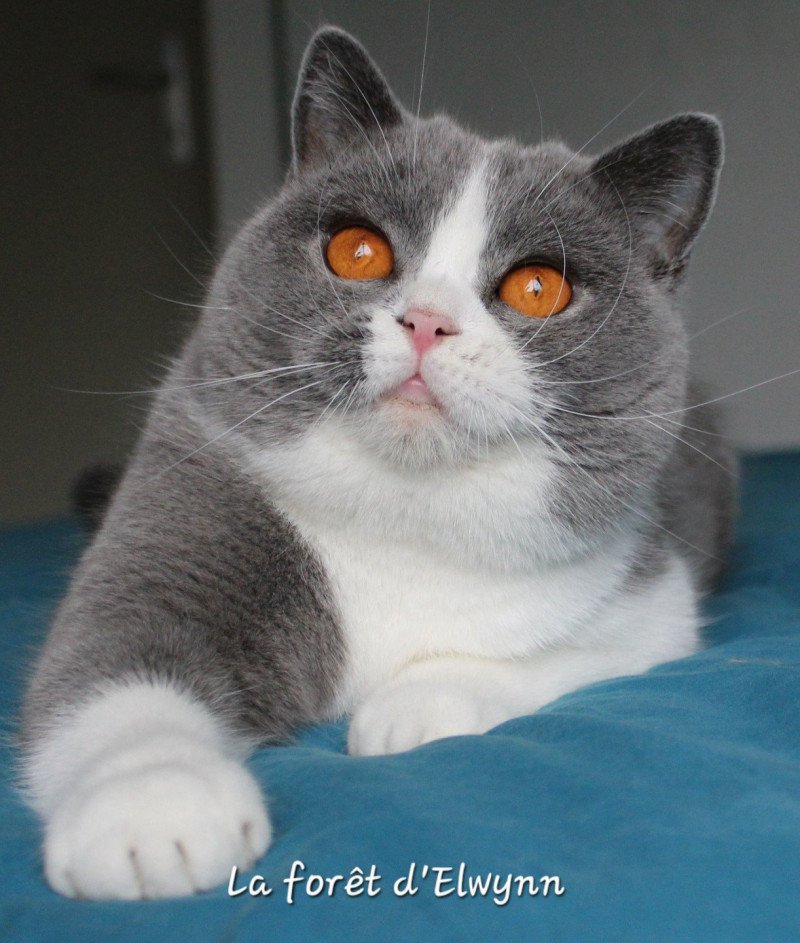 Javotte Femelle British Shorthair Javotte Femelle British Shorthair