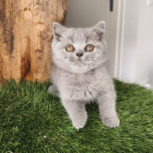 U'tiana de la forêt d'Elwynn Femelle British Shorthair