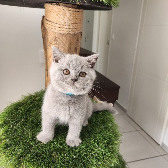 U'pollux de la forêt d'elwynn Mâle British Shorthair