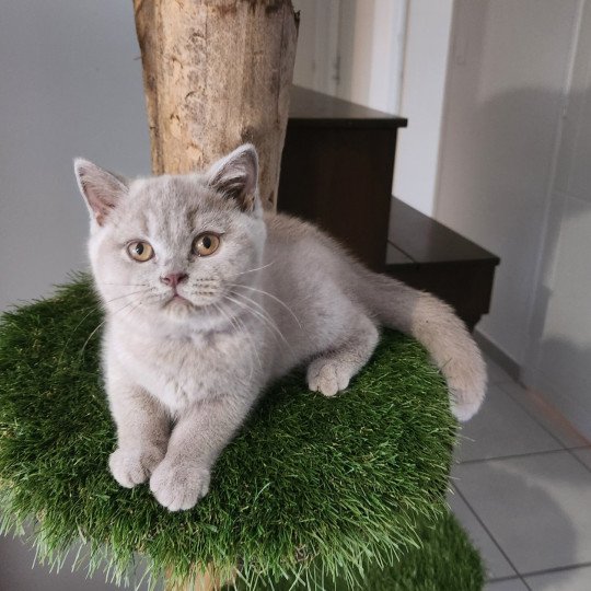 Ushuaïa de la forêt d'Elwynn Femelle British Shorthair
