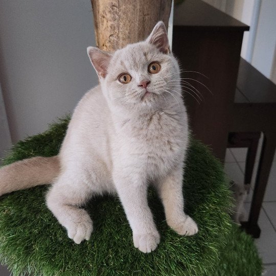 Ustine de la forêt d'Elwynn Femelle British Shorthair