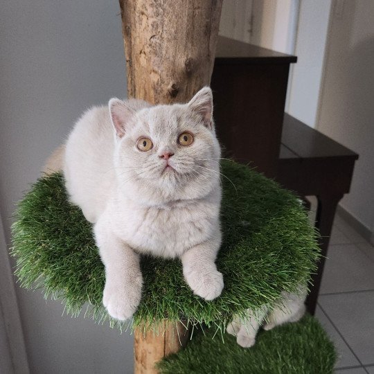 Utopia de la forêt d'Elwynn Femelle British Shorthair