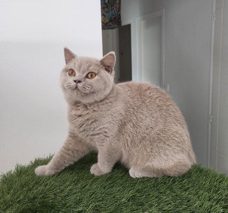 U'vanille de la forêt d'elwynn Femelle British Shorthair