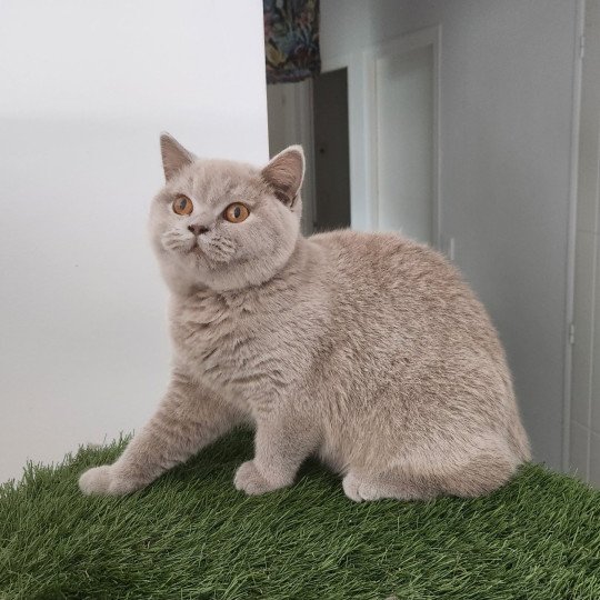 U'vanille de la forêt d'elwynn Femelle British Shorthair