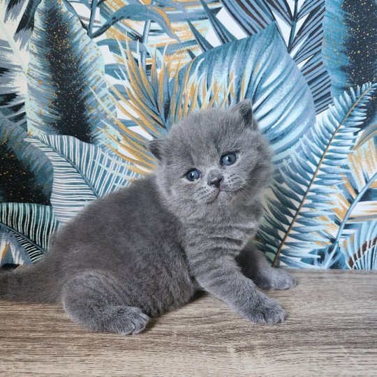 Vahiné de la forêt d'Elwynn Femelle British Shorthair