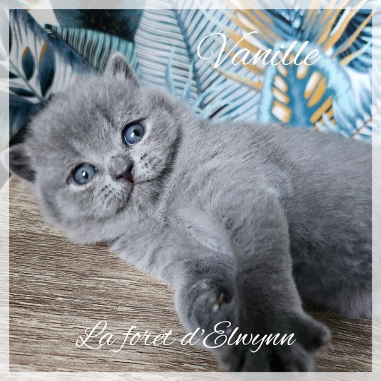 Vanille de la forêt d'Elwynn Femelle British Shorthair