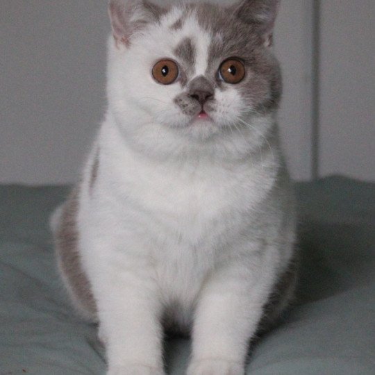 Vanille Femelle British Shorthair