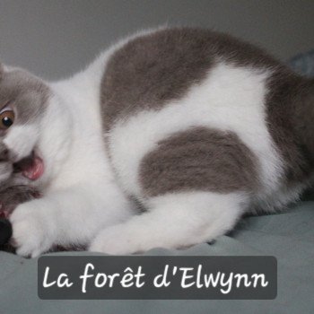 chat British Shorthair lilac bicolor Vanille du val de Breizh Chatterie de la forêt d'elwynn chat British Shorthair lilac bicolor Vanille du val de Breizh Chatterie de la forêt d'elwynn