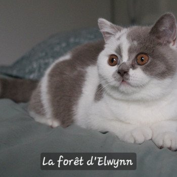 chat British Shorthair lilac bicolor Vanille du val de Breizh Chatterie de la forêt d'elwynn chat British Shorthair lilac bicolor Vanille du val de Breizh Chatterie de la forêt d'elwynn