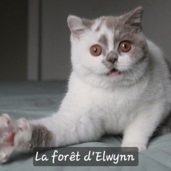 chat British Shorthair lilac bicolor Vanille du val de Breizh Chatterie de la forêt d'elwynn chat British Shorthair lilac bicolor Vanille du val de Breizh Chatterie de la forêt d'elwynn