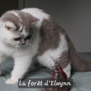 chat British Shorthair lilac bicolor Vanille du val de Breizh Chatterie de la forêt d'elwynn chat British Shorthair lilac bicolor Vanille du val de Breizh Chatterie de la forêt d'elwynn