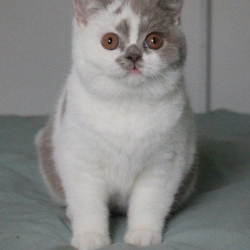 chat British Shorthair lilac bicolor Vanille du val de Breizh Chatterie de la forêt d'elwynn chat British Shorthair lilac bicolor Vanille du val de Breizh Chatterie de la forêt d'elwynn