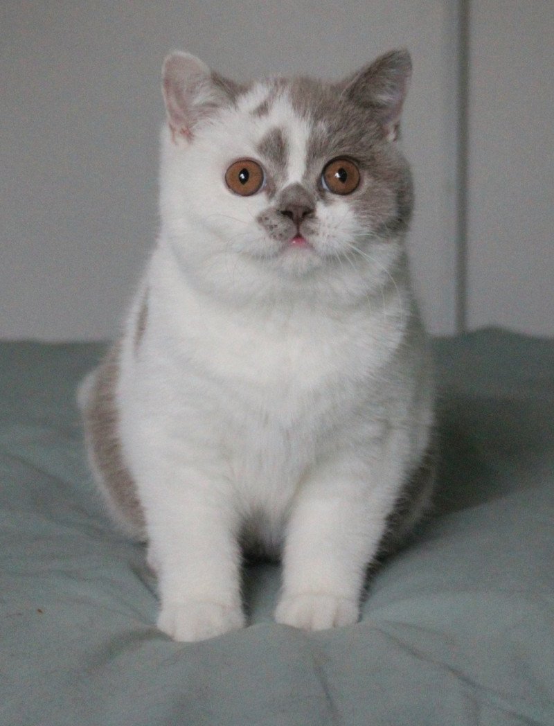 Vanille Femelle British Shorthair Vanille Femelle British Shorthair