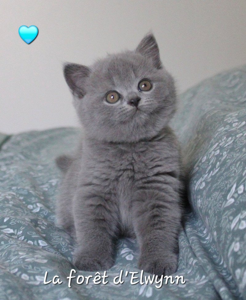 V'Léon de la forêt d'Elwynn Mâle British Shorthair