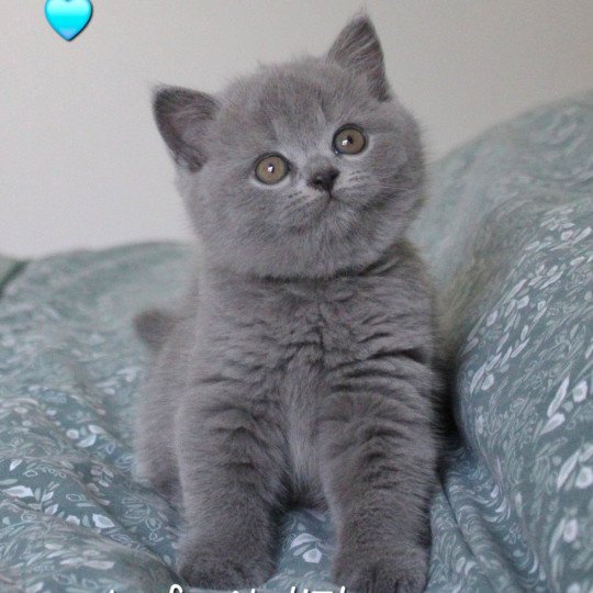 V'Léon de la forêt d'Elwynn Mâle British Shorthair