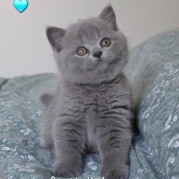 chaton British Shorthair blue Victor de la forêt d'Elwynn Chatterie de la forêt d'elwynn