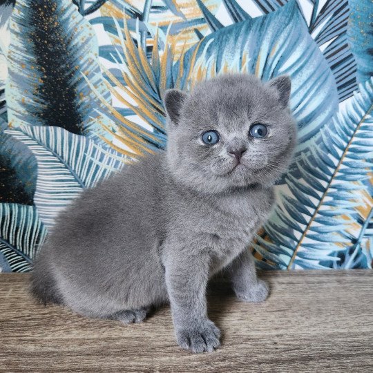 Winston de la forêt d'Elwynn Mâle British Shorthair