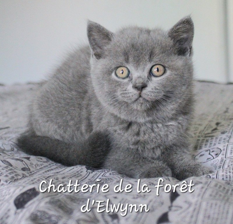 Yoda Mâle British Shorthair