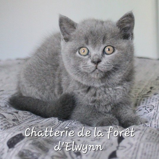 Yoda Mâle British Shorthair