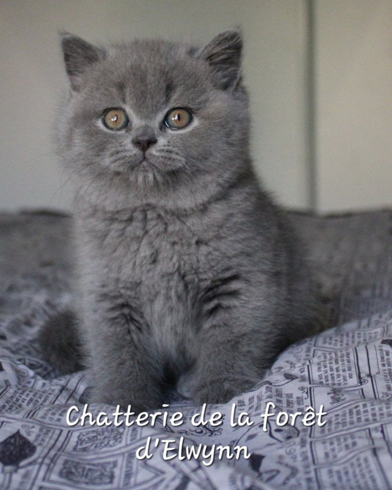 Yvonne Femelle British Shorthair
