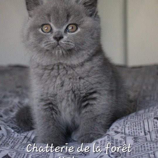 Yvonne Femelle British Shorthair