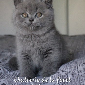 chaton British Shorthair blue Yvonne Chatterie de la forêt d'elwynn