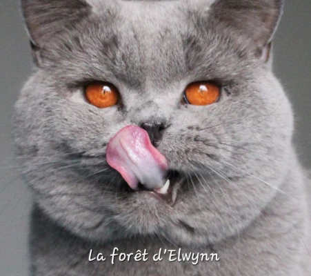 Chatterie de la forêt d'elwynn